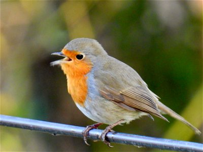 Zingende roodborst