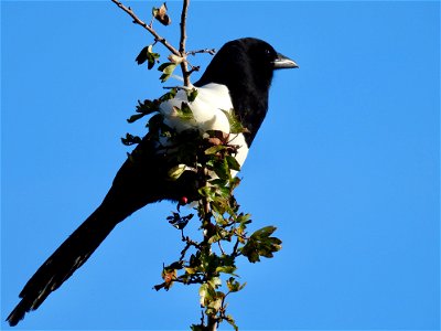 Ekster