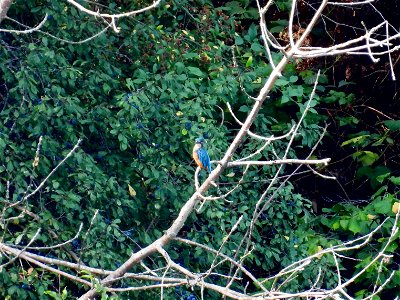 IJsvogel