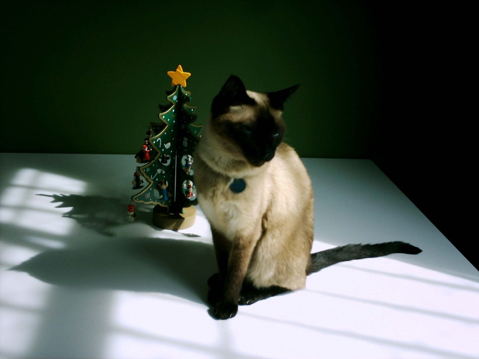 Cat christmas 