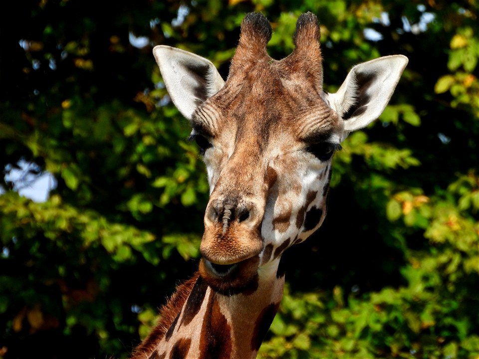 Giraffe