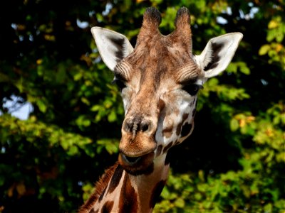 Giraffe