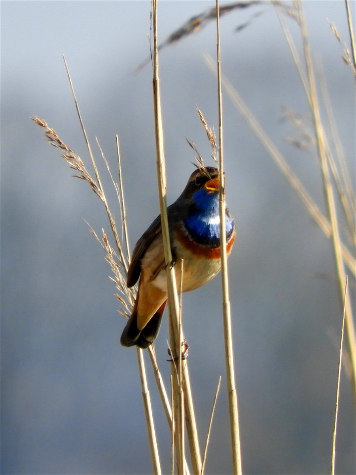 Blauwborst