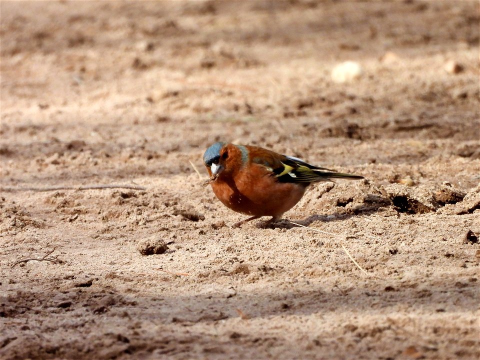 Vink