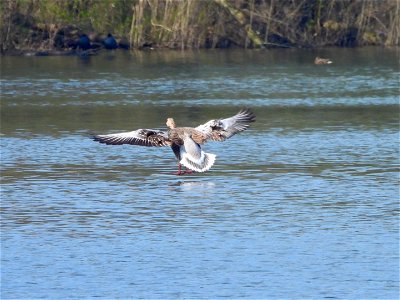 Ganzenlanding photo