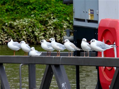 Kokmeeuwen