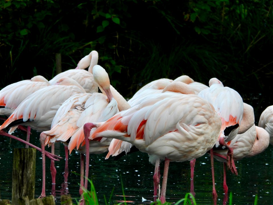 Flamingo's