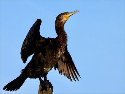 Drogende aalscholver