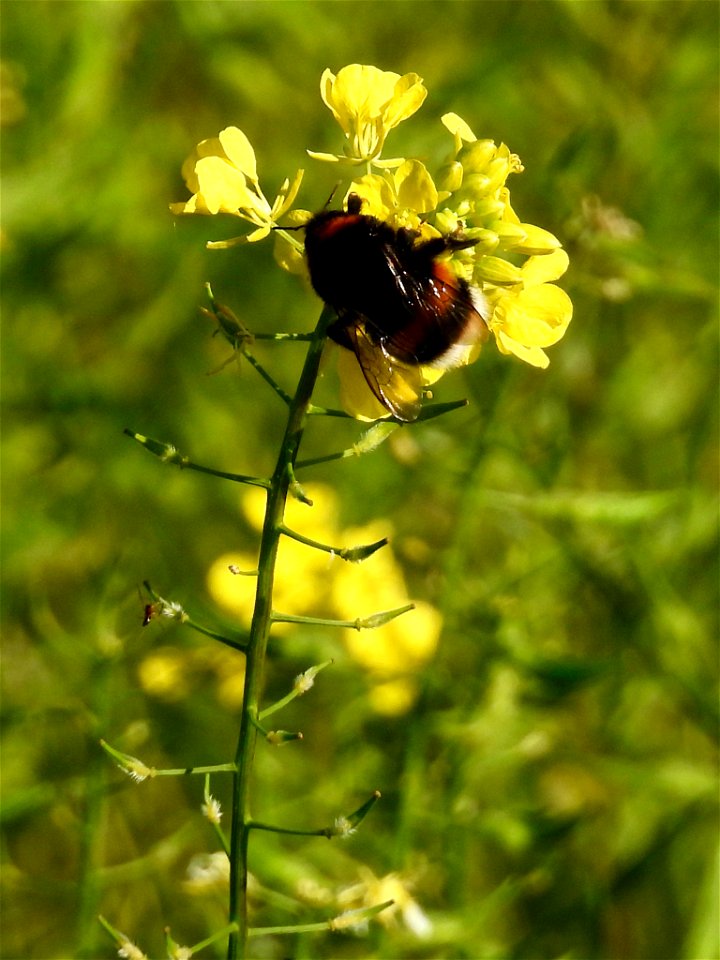 Hommel