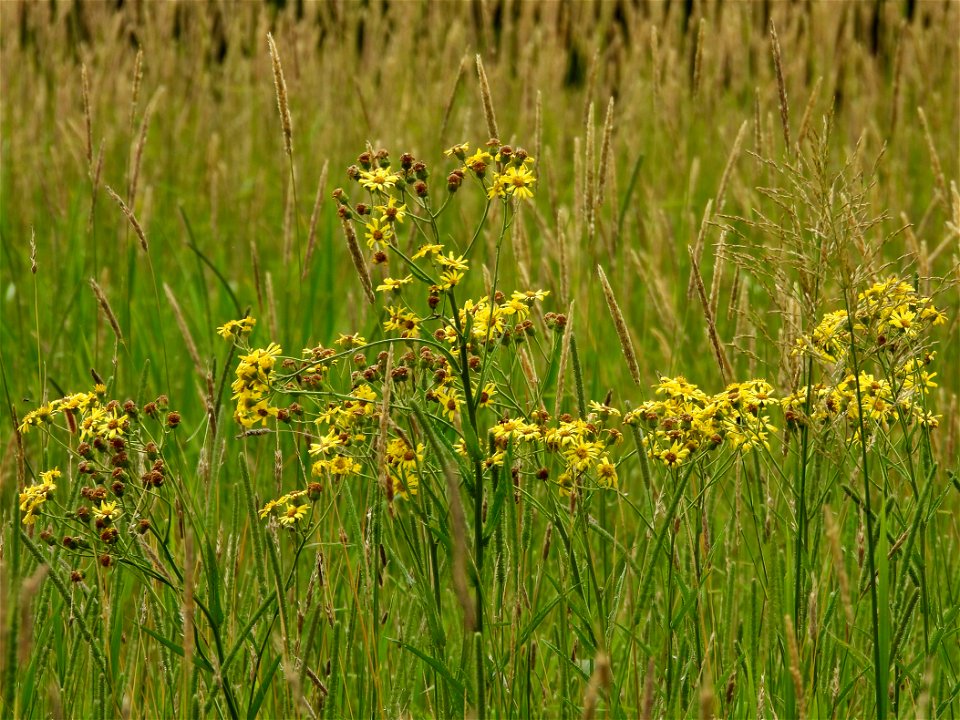 Bloemen