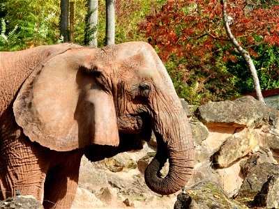 Olifant