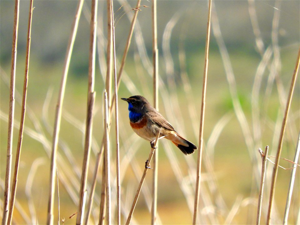 Blauwborst