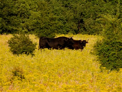 Runderen in het veld