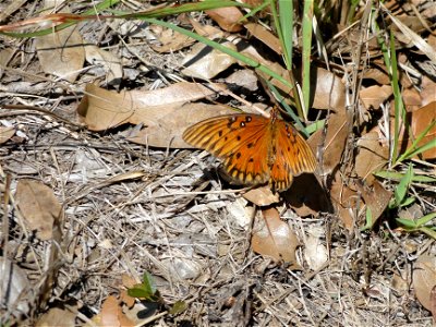 Gulf fritillary