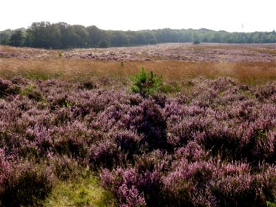 Deelerwoud