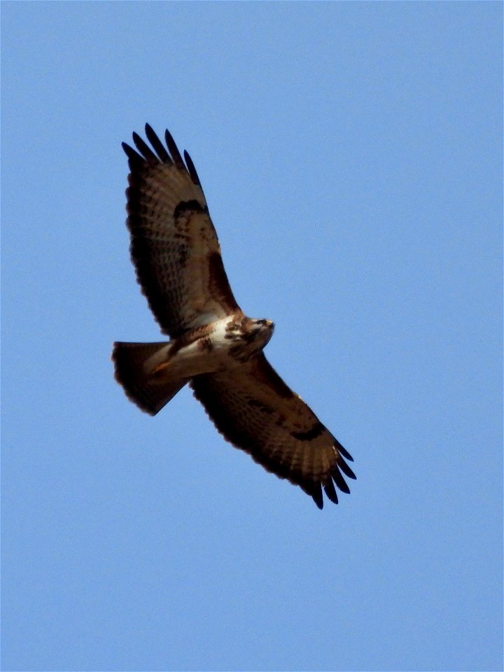 Buizerd