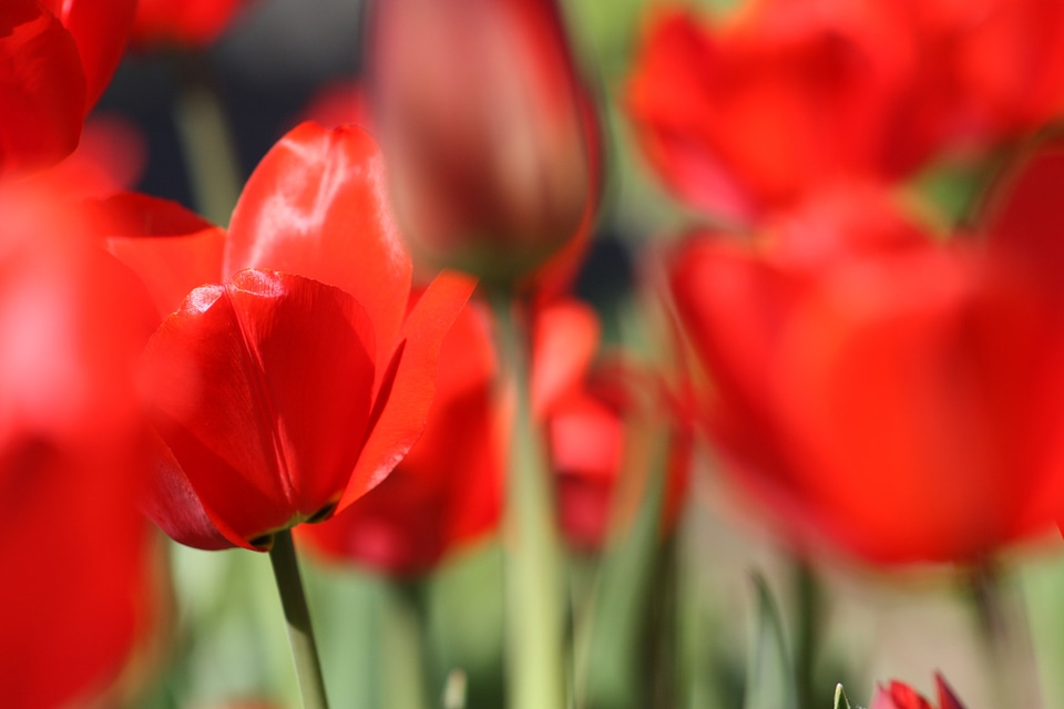 Spring nature red