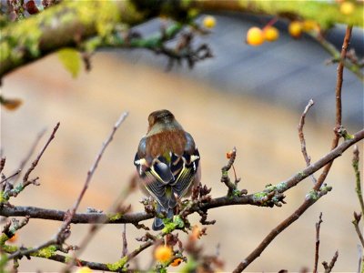 Vink