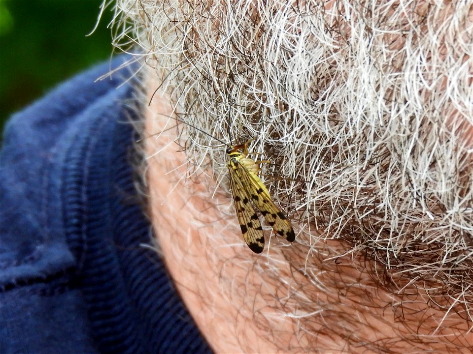 Vliegbeest in baard