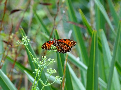 Gulf fritillary