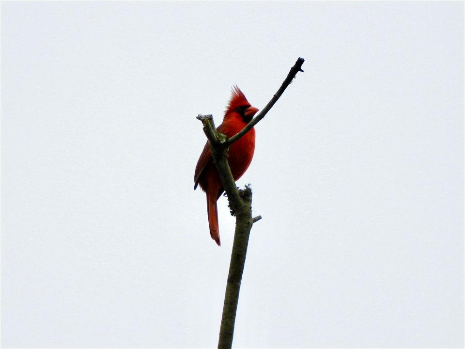 Northern cardinal