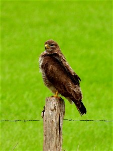 Buizerd