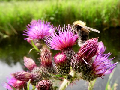 Hommel