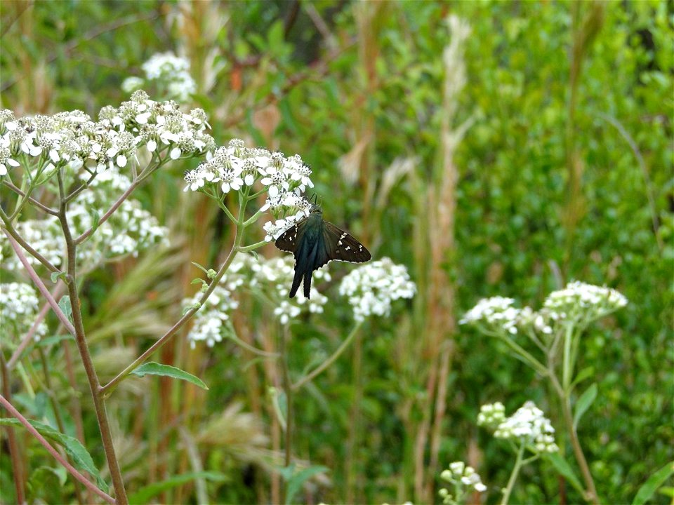 Long-tailed Skipper