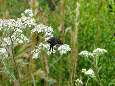 Long-tailed Skipper
