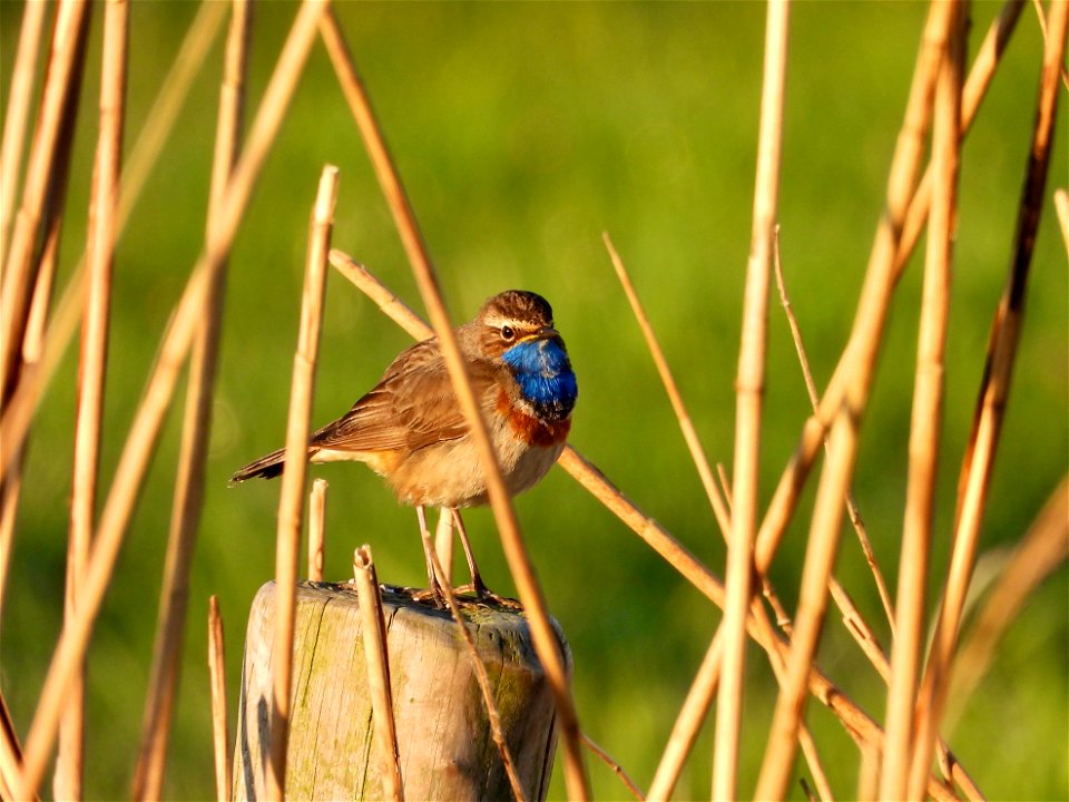 Blauwborst