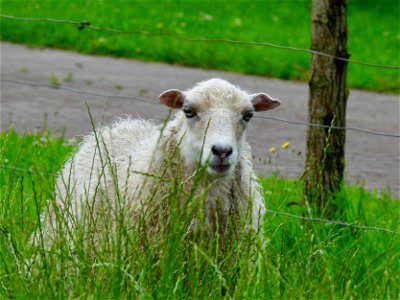 Schaap