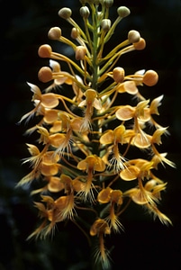 Blossom flora macro
