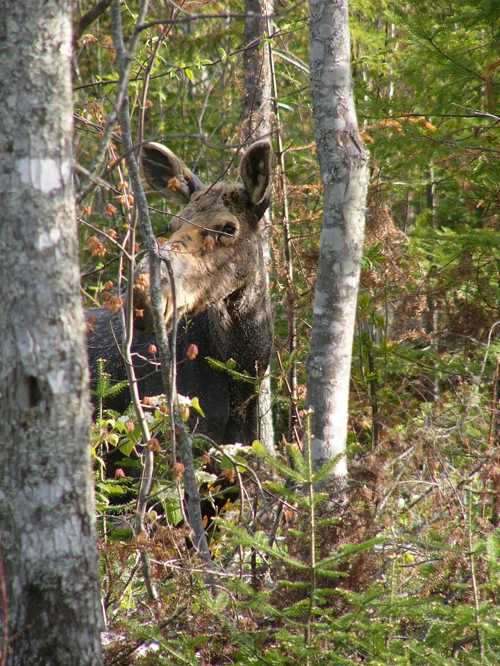 Wildlife mammal forest