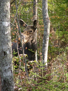 Wildlife mammal forest