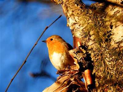 Roodborst