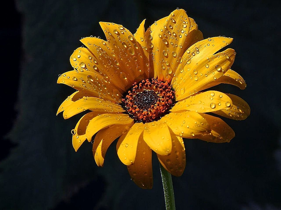Blossom dew flowers