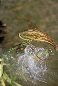 Flora macro photograph