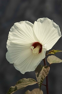 Blossom flora macro