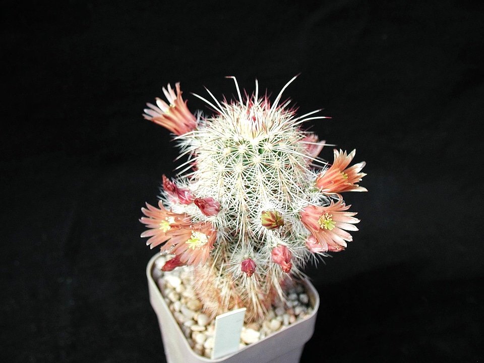 Blossom cactus macro