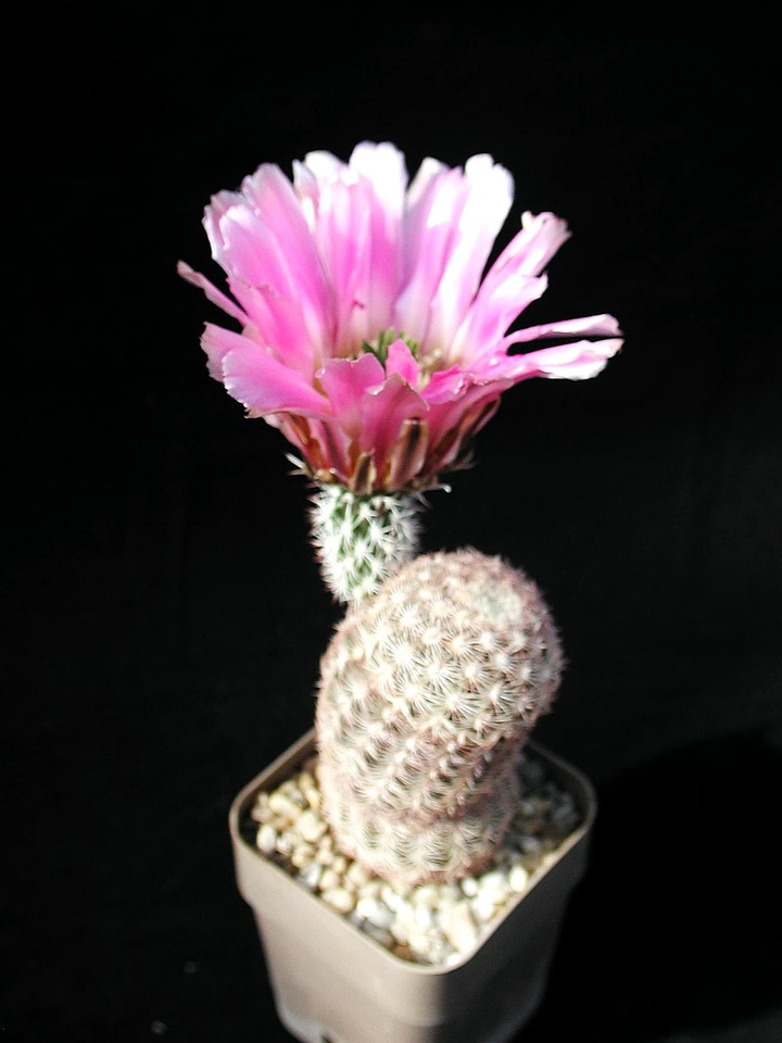 Cactus object studio