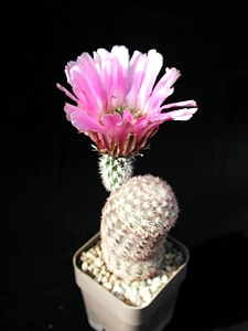 Cactus object studio