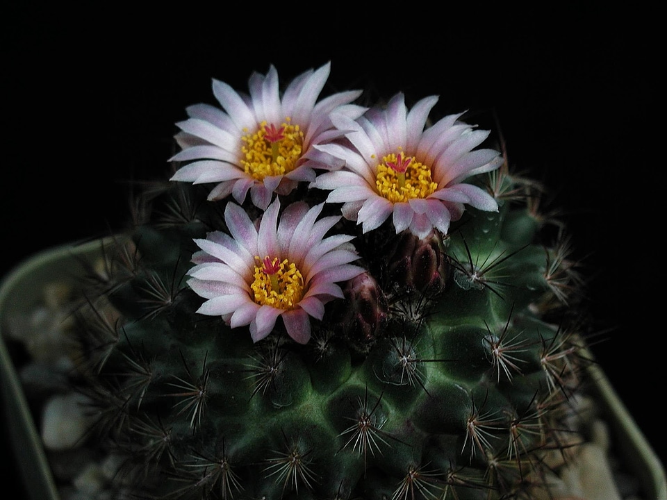 Bedroom blossom cactus