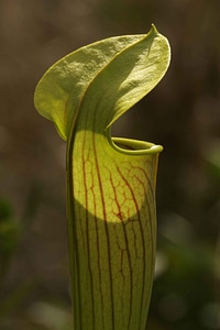 Carnivorous Plant close-up macro photo