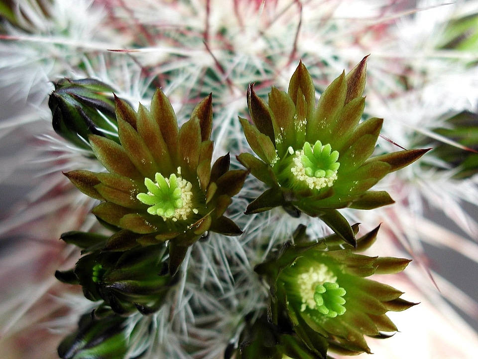 Blossom cactus close-up