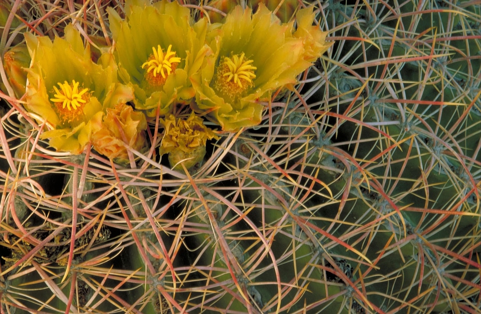Cactus close greenish yellow