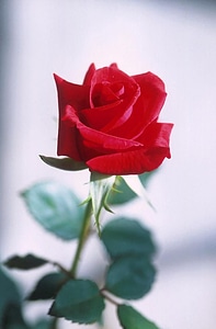 Photograph pink red