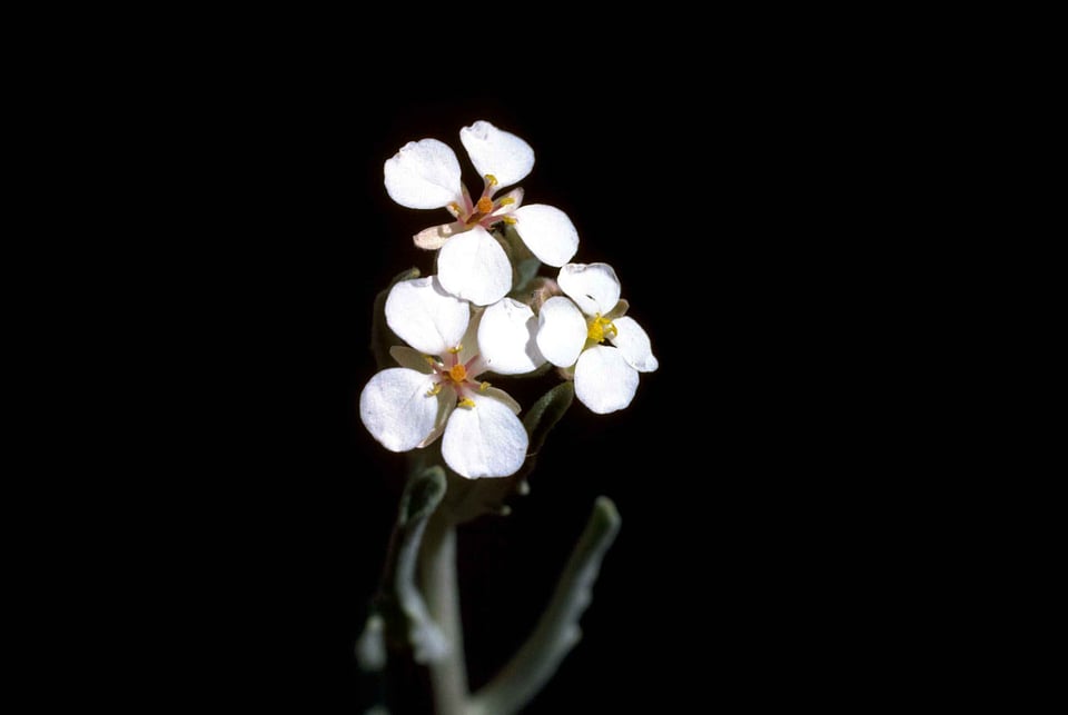 Background black blossom