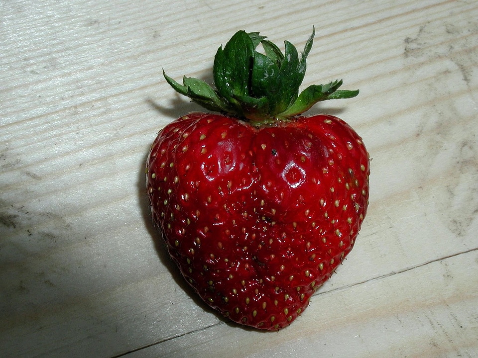 Cutter fruit studio