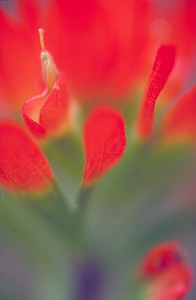 Abstract blossom image