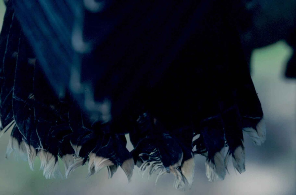 Bird black close
